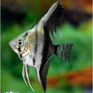 Pterophyllum Scalaire bicolor voilé 5-6 cm